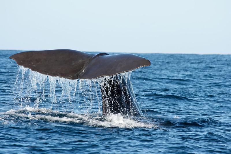 2007 04 05 Kaikoura 128_DXO.jpg